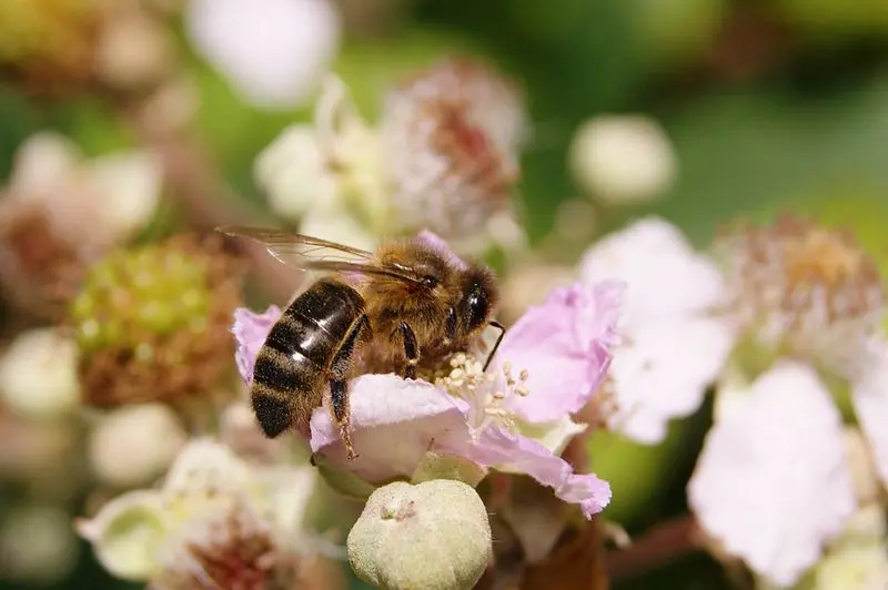 une abeille noire butine