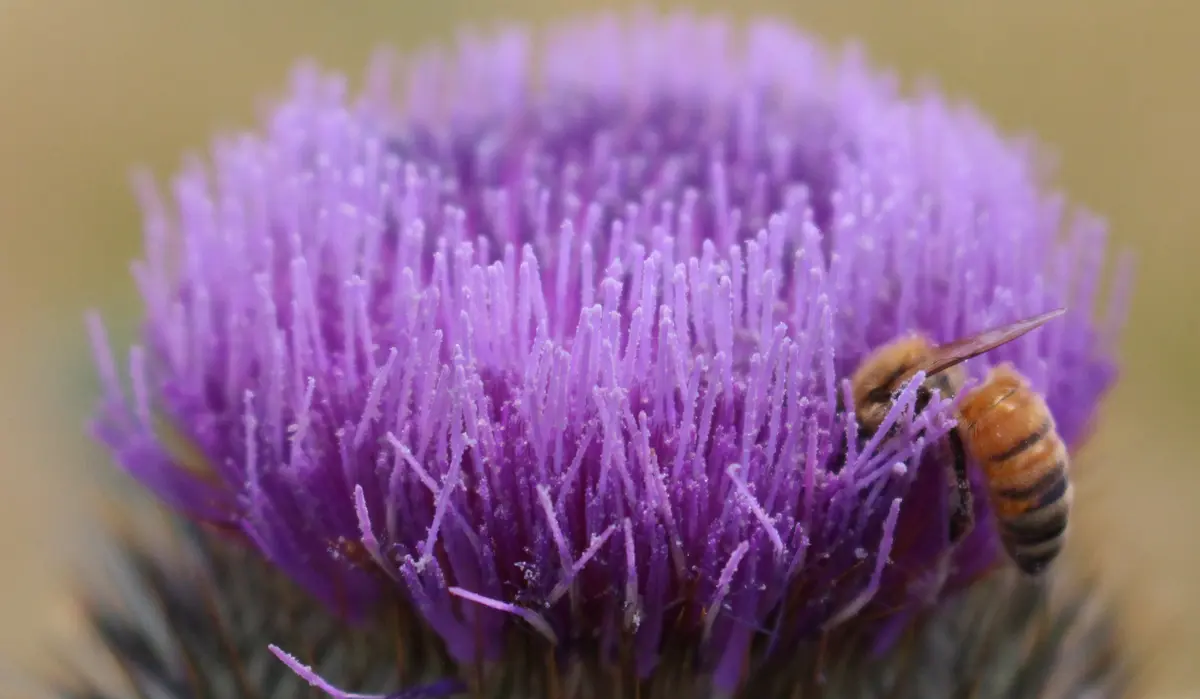 abeille dans un chardon