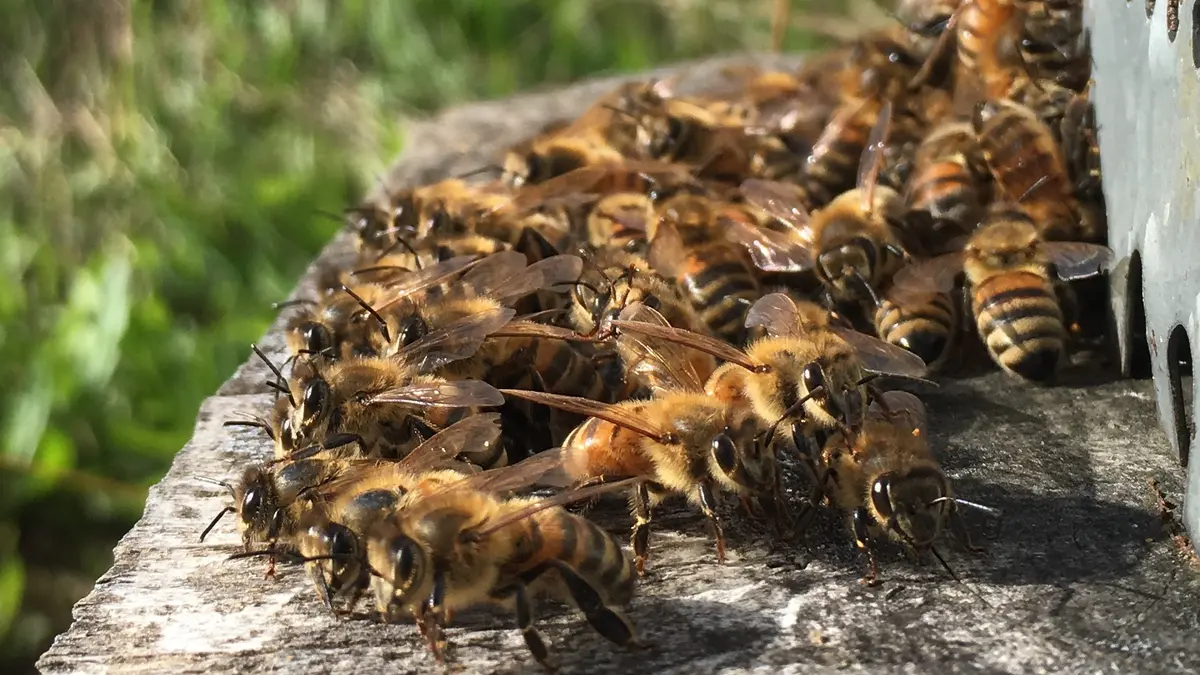 abeilles à l'entrée de la ruche